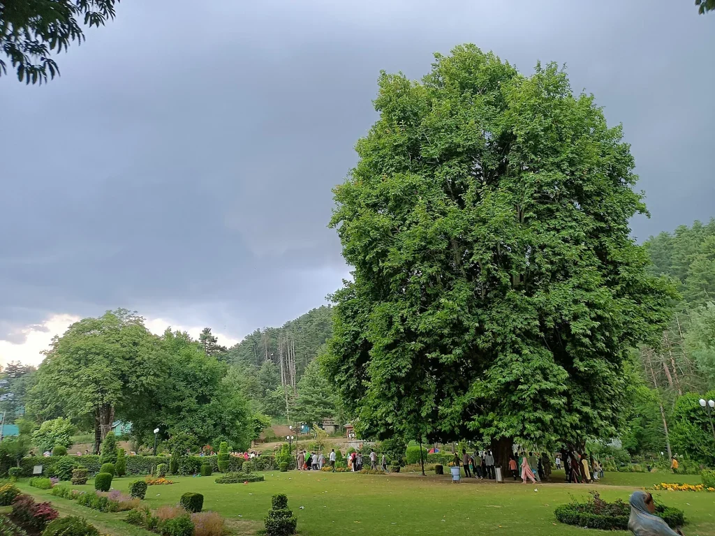 Kokernag