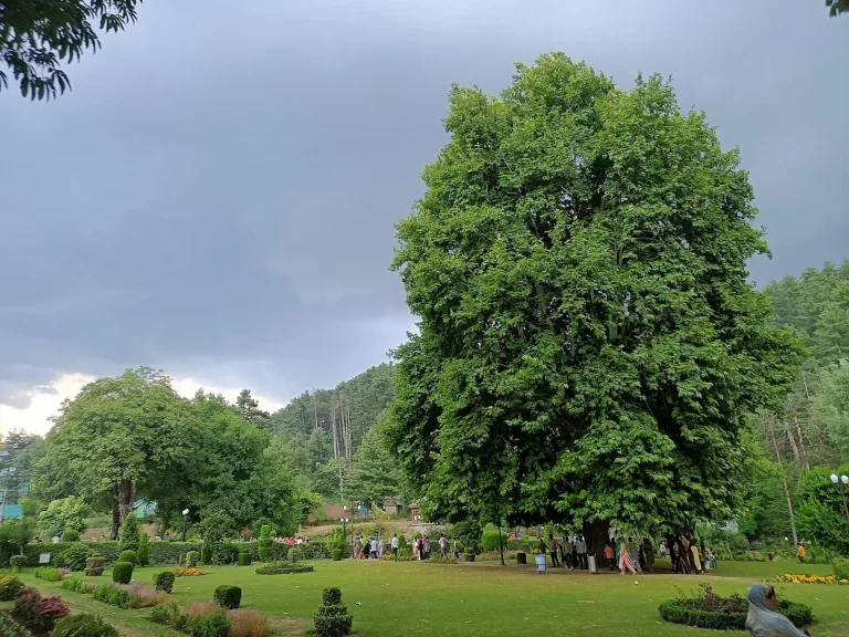 Kokernag