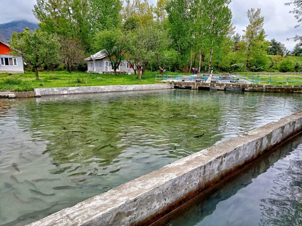 Kokernag