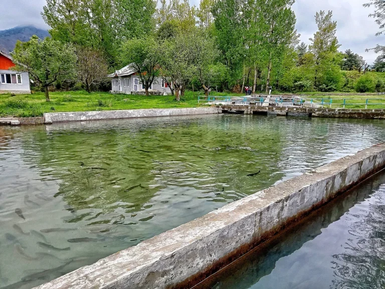 Kokernag