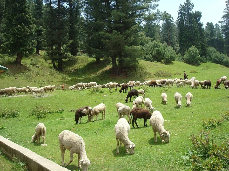 Yusmarg